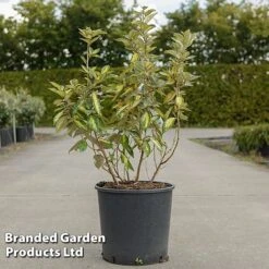 Elaeagnus Ebbingei 'Limelight'