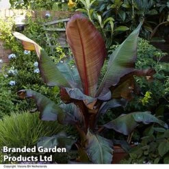 Ensete 'Ethiopian Black Banana' -Flourish Flora ENSE MAURELLI R50674