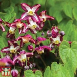 Epimedium 'Rubrum'