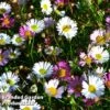 Erigeron Karvinskianus