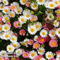 Erigeron Karvinskianus -Flourish Flora ERIG 64108 B