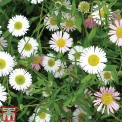 Erigeron 'Stallone' 9 Erigeron 'Stallone' -Flourish Flora ERIG T69170 B