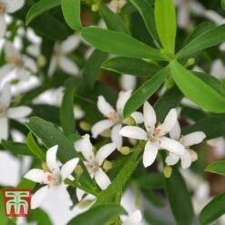 Philotheca Myoporoides