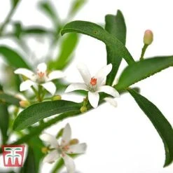 Philotheca Myoporoides - Gift -Flourish Flora ERIO WKB9336 B