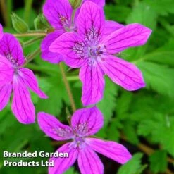Erodium Manescavii -Flourish Flora EROD 64116 B