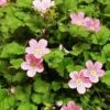 Erodium × Variabile 'Roseum'