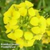 Erysimum Cheiri Golden Gem