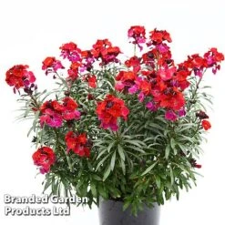 Erysimum 'Colour Vibe Red' -Flourish Flora ERYS COLOURVIB H49882