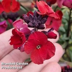 Erysimum 'Colour Vibe Red' -Flourish Flora ERYS COLOURVIB H49883