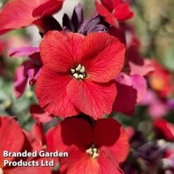 Erysimum 'Colour Vibe Red' -Flourish Flora ERYS COLOURVIB H49884