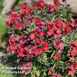 Erysimum 'Colour Vibe Red' -Flourish Flora ERYS COLOURVIB H49887
