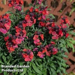 Erysimum 'Colour Vibe Red' -Flourish Flora ERYS COLOURVIB H49890