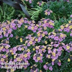Erysimum 'Constant Cheer' -Flourish Flora ERYS CONSTANTC S50039