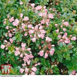 Escallonia 'Apple Blossom' -Flourish Flora ESCA T58238 A