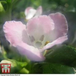 Escallonia 'Apple Blossom' -Flourish Flora ESCA T58238 B