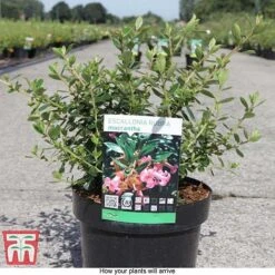 Escallonia Rubra 'Macrantha' -Flourish Flora ESCA T66212 C