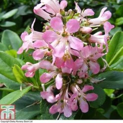 Escallonia Laevis 'Pink Elle' -Flourish Flora ESCA T80277 A