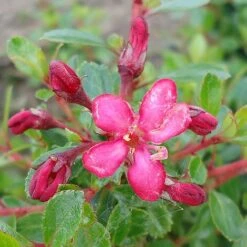 Escallonia 'Red Dream' -Flourish Flora ESCA T80278 NOW1