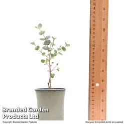 Eucalyptus Gunnii 'Azura' -Flourish Flora EUCA AZURA9CM T48474