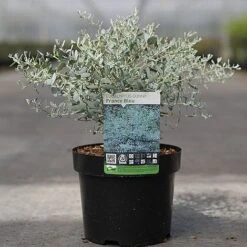 Eucalyptus Gunnii 'France Bleu' -Flourish Flora EUCA FRANCEBLE S45650 NOW