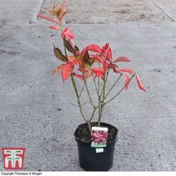 Euonymus Europaeus 'Red Cascade' -Flourish Flora EUON 58190 A