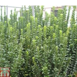 Euonymus Japonicus 'Green Rocket'