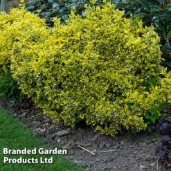Evergreen Patio Shrub Collection -Flourish Flora EUON EMERALDGO W31756
