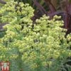 Euphorbia Characias 'Glacier Blue'