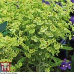 Euphorbia X Martini 'Ascot Rainbow' -Flourish Flora EUPH T62211 B1