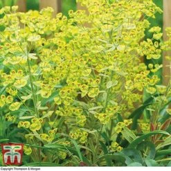 Euphorbia X Martini 'Ascot Rainbow' -Flourish Flora EUPH T62211 C