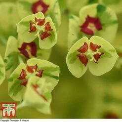 Euphorbia X Martini 'Ascot Rainbow' -Flourish Flora EUPH T62211 D