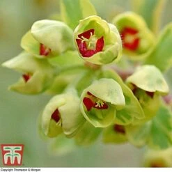 Euphorbia X Martini 'Ascot Rainbow' -Flourish Flora EUPH T62211 F