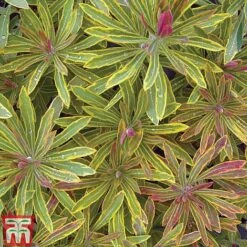 Euphorbia X Martini 'Ascot Rainbow' -Flourish Flora EUPH T62211 H