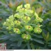 Euphorbia X Martini 'Baby Charm'