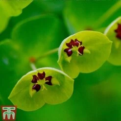 Euphorbia X Martini -Flourish Flora EUPH T82206 C