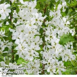 Exochorda 'Blushing Pearl' -Flourish Flora EXOC BLUSHINGP H39579