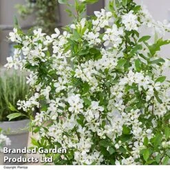 Exochorda 'Blushing Pearl' -Flourish Flora EXOC BLUSHINGP H39618