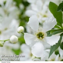 Exochorda 'Blushing Pearl' -Flourish Flora EXOC BLUSHINGP H39619