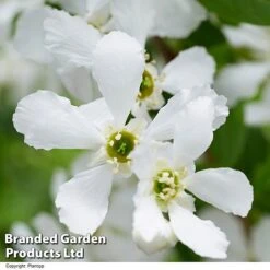 Exochorda 'Blushing Pearl' -Flourish Flora EXOC BLUSHINGP H39620