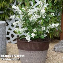 Exochorda 'Blushing Pearl' -Flourish Flora EXOC BLUSHINGP S34265