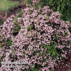 Escallonia 'Showstopper'