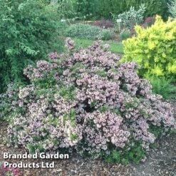 Escallonia 'Showstopper' -Flourish Flora Escallonia Showstopper KC5064 C