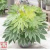Fatsia Japonica 'Spiders Web'