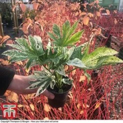 Fatsia Japonica 'Spiders Web' -Flourish Flora FATS KB0814 D
