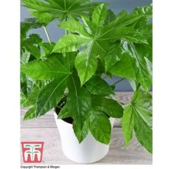 Fatsia Japonica -Flourish Flora FATS T58117 C