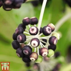 Fatsia Japonica -Flourish Flora FATS T58117 D