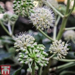 Fatsia Japonica -Flourish Flora FATS T58117 E