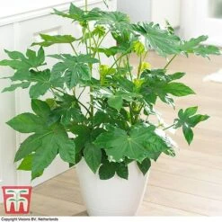 Fatsia Japonica -Flourish Flora FATS T58117 G