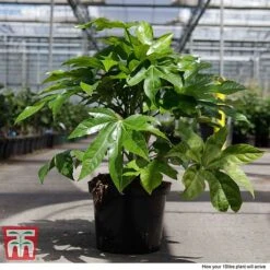 Fatsia Japonica -Flourish Flora FATS T58117 H