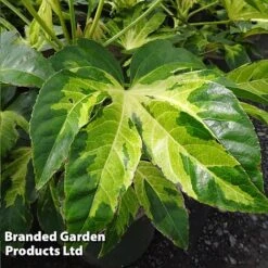 Fatsia 'Camouflage' 3 Fatsia 'Camouflage' -Flourish Flora FATSIACAMOU KB7037 A